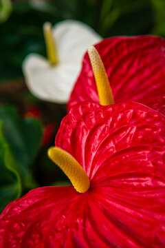 Vibrant red flowers, Anthurium Andraeanum, Anthurium Red Victory, with lush green leaves in indoor garden.