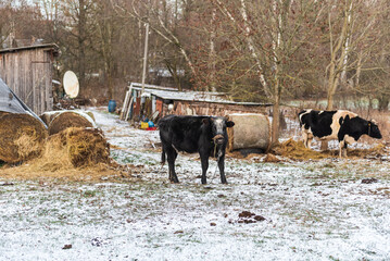 A farm in the winter and cows of different colors grazing outside.