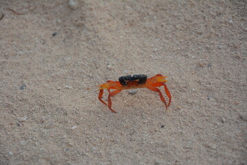 an unusually colored crab found on the beach. cuba - obrazy, fototapety, plakaty