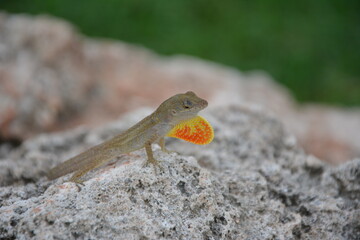 Lizard on a rock in full glory. While walking around one of the Cuban cities