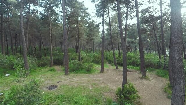 pine trees in forest