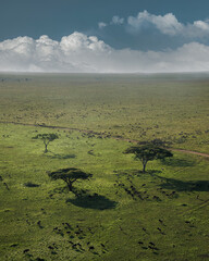 Wildlife at Serengeti National Park in Tanzania Safari in African Natural reserve during summer green lush