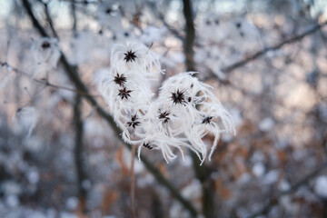 Selective focus on delicate, hairy, snow covered flower with out of focus golden background - 549842882