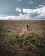 Wildlife at Serengeti National Park in Tanzania Safari in African Natural reserve during summer green lush