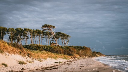 Beach with green vegetation on a cloudy day. Baltic sea.
