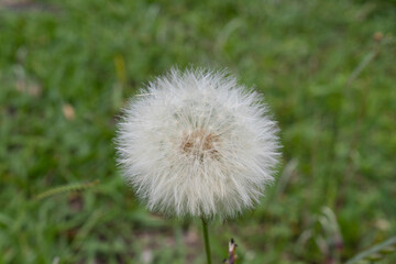 Macro photography of a dandelion flower with green grass at background