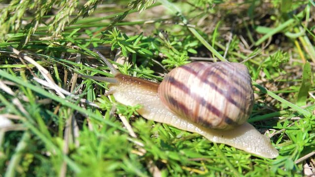 A grape snail crawls on the grass