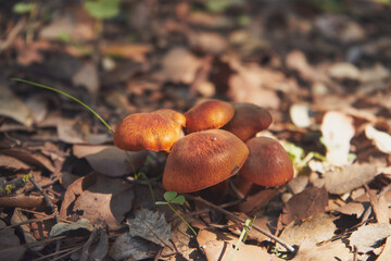 Close-up shallow focus shot of a yellow-gilled gymnopilus mushroom