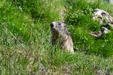 Naklejka na ściany i meble Curious marmot peaks behind grass on a sunny day