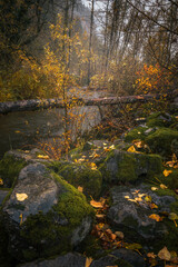 river in autumn forest