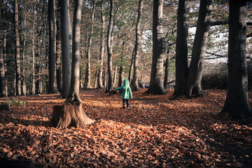  Enchanted Forest Walk / Rear view to unrecognizable little hooded child with walking stick alone at large wood (copy space) - 549844273