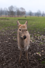 brown Deer on the farm