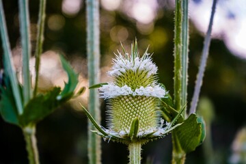 Closeup shot of white teasel flower on a blurred background