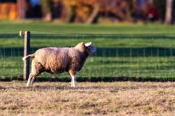Close-up shot of a Texel sheep in a fenced field under the sunlight
