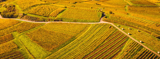 German wine culture landscape in autumn most beautiful hiking areas