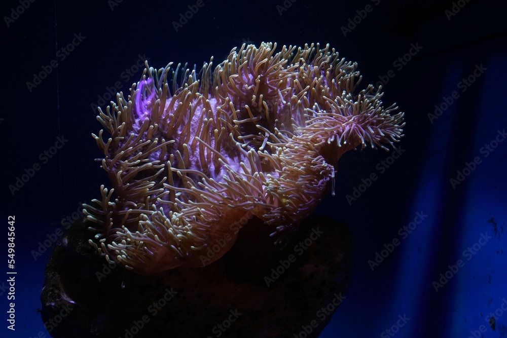 Canvas Prints Heteractis magnifica sea anemone