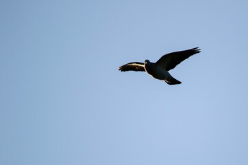 Low-angle view of a Homing pigeon flying in the blue sky