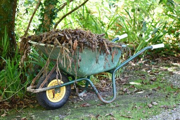 Plants and flowers in a wheelbarrow in a Victorian Garden in Ireland