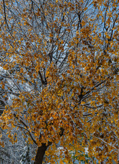 619-73 Snow on an Autumn Maple