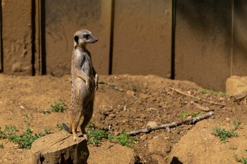 Close-up view of a meerkat standing on a  tree stump before a brown wall - Powered by Adobe