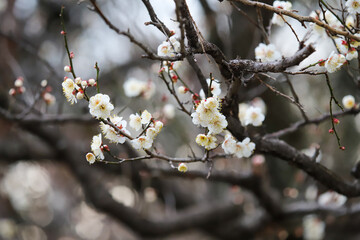 白梅の花