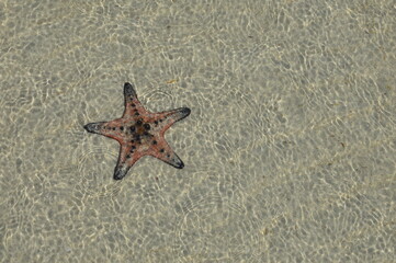 Hello Starfish