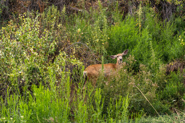 Naklejka na ściany i meble Young mule deer (Odocoileus hemionus) on the field.