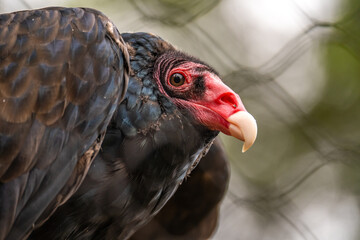 Close-up of Turkey vulture (Cathartes aura) 