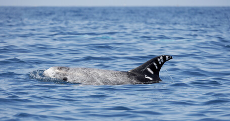 Fototapeta premium dolphin in the water, risso's 