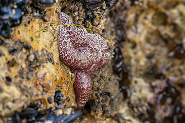 Ochre star (Pisaster ochraceus) at low tide.