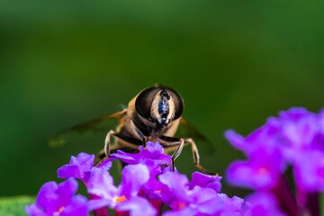 Closeup shot of a hoverfly perched on purple flowers in a garden in daylight