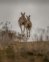 Vertical shot of two kangaroos jumping in the field