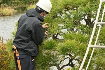 Pruning of Japanese black pine tree in winter. Remove old leaves to allow sunlight. Then reshape the tree.