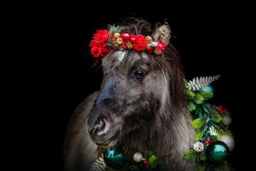 Head portrait of an adorable dun shetland pony wearing a festive christmas wreath and a red flower bouquet isolated on black background - obrazy, fototapety, plakaty