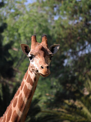 giraffe in the zoo in the afternoon