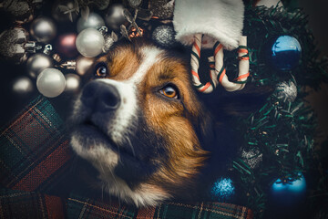 Christmas dogs: Head portrait of a tricolor border collie dog in a festive christmas setting