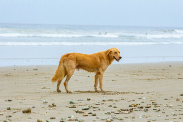 dog on the beach