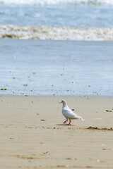 Bird on the beach