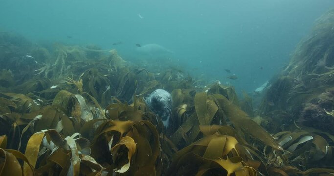 Underwater view of a Halichoerus grypus swimming between the aquatic plants