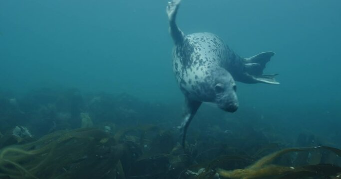 Underwater view of a Halichoerus grypus swimming over aquatic plants