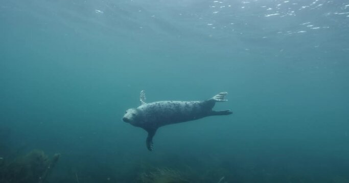 Underwater view of a Halichoerus grypus swimming in the ocean
