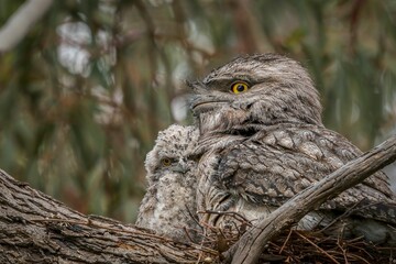 Closeup of a tawny frogmouth on a tree.