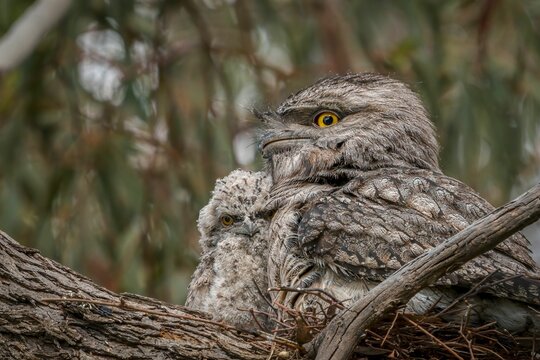 Closeup of a tawny frogmouth on a tree.