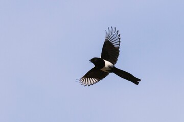 Closeup low angle of a Eurasian magpie, Pica pica flying against a blue sky