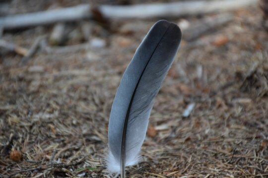 Closeup of a black and grey plume on the ground against blurred background