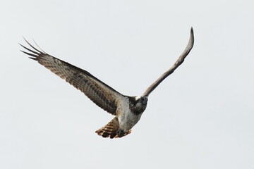 osprey is hunting a fish