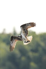 osprey is hunting a fish