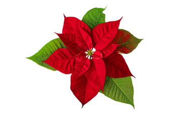Poinsettia Christmas Eve flower isolated transparent png. Flor de Pascua. Red euphorbia pulcherrima plant.