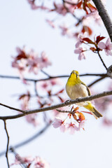 北限のメジロと桜