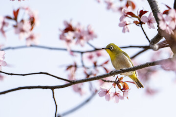 北限のメジロと桜